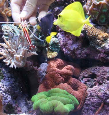 Salt water tank with shrimp feeding from hand and yellow tang